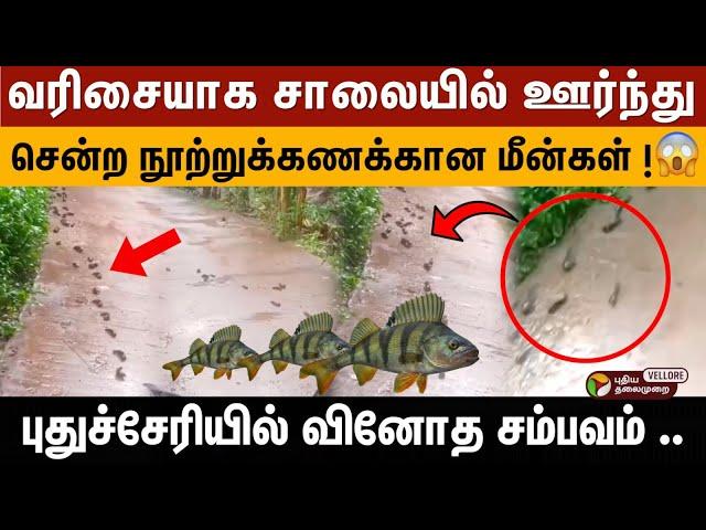 புதுச்சேரியில் வரிசையாக சாலையில் ஊர்ந்து சென்ற நூற்றுக்கணக்கான மீன்கள் !Perch Fish Rare Video