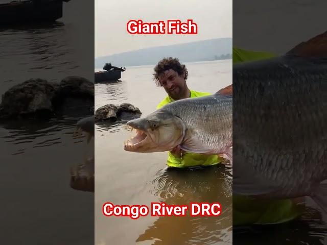  Mysterious CONGO RIVER with fish Crying like human  - Maajabu ya Mto Congo