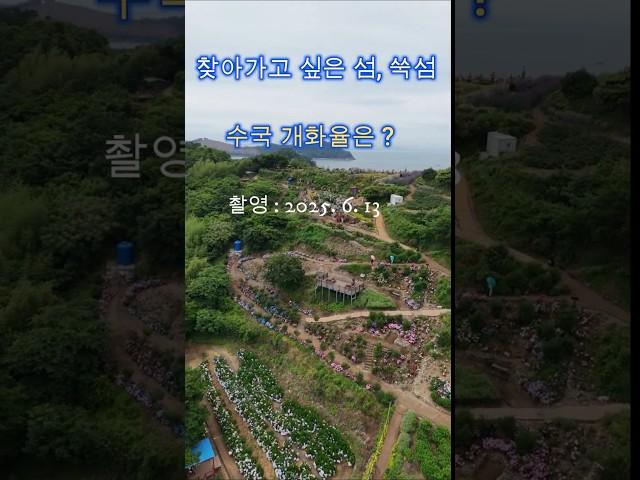 고양이 천국 쑥섬에서 수국 축제