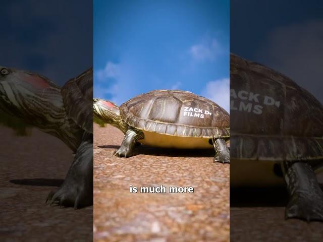 Can A Turtle Take Off Their Shell? 