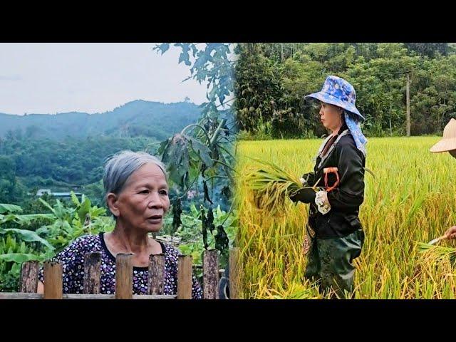 Tuyet's ex-mother-in-law came to ask for rice but did not see Tuyet