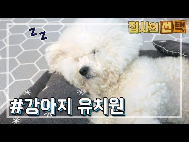 [OBSW] 경이로운 세상 - 집사의 선택 강아지 유치원