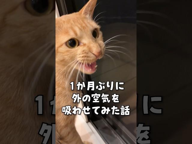 久しぶりの外に大興奮の元野良猫がこちら...ｗ #shorts