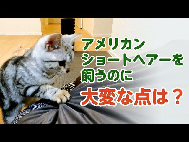 アメショを飼って大変だった点（デメリット）は？