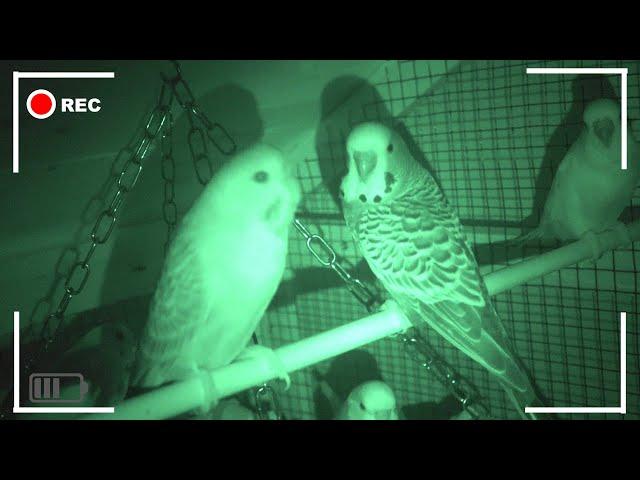 Budgie Parrot House Night Shot