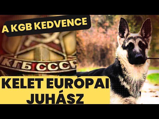 A KGB kedvence - KELET EURÓPAI JUHÁSZKUTYA 1.