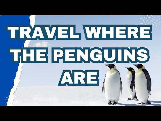 Where to Find Penguins Around the World? | #travel