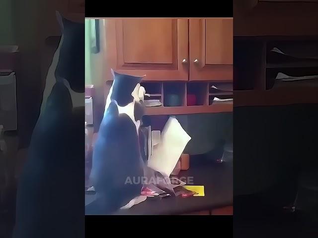 Cats Are Obedient Animals 
