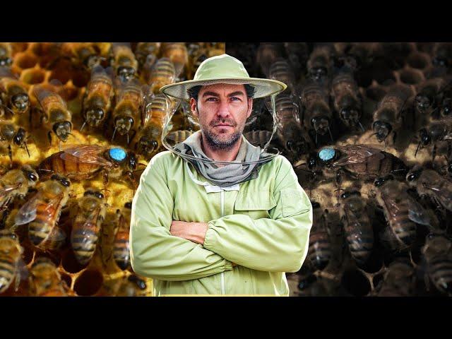 Two Queens in One Hive