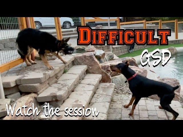 Wild session with a young people and dog reactive German Shepherd