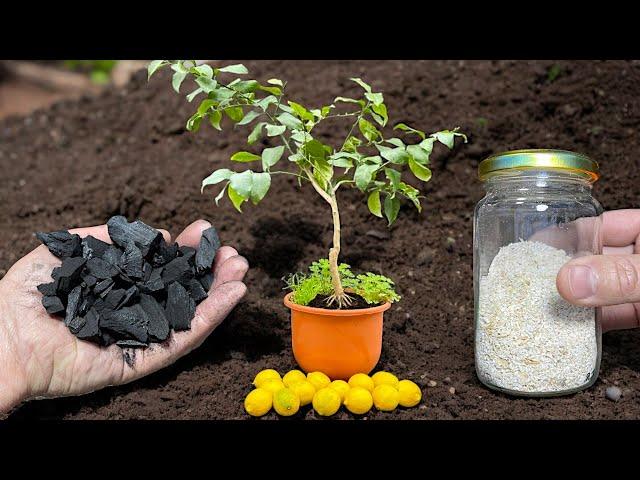  How to Choose the Best LEMON TREE to Grow It in a Pot