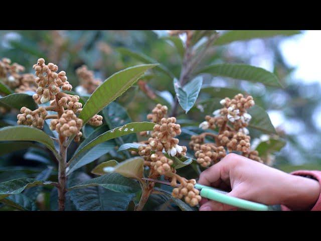 Making Cough Syrup from Loquat Flowers!