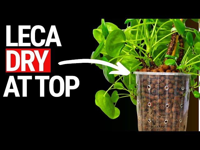 The Truth About Dry Leca at the Top of Your Pots