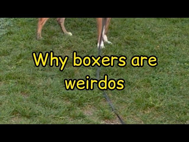 Why boxer dogs are weirdos!