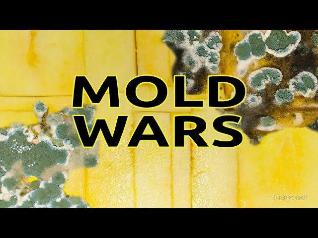 Mold Wars Timelapse