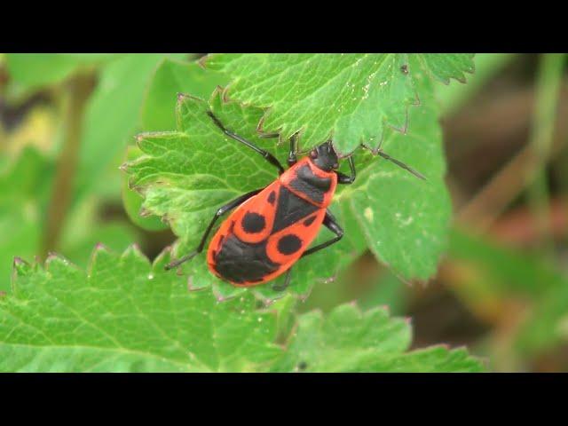 Rdeči škratec, šuštar - Pyrrhocoris apterus (Linnaeus, 1758)