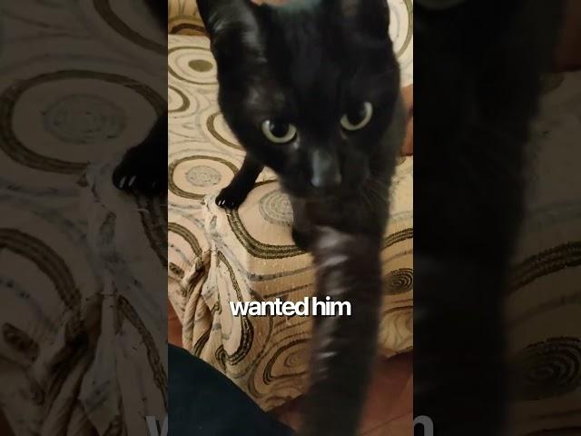 My Grandma Said Black Cats Were Evil… She Was Wrong ‍⬛