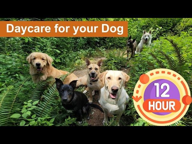 Daycare for your dog   Keep your dog busy while you are away or entertained while you cuddle