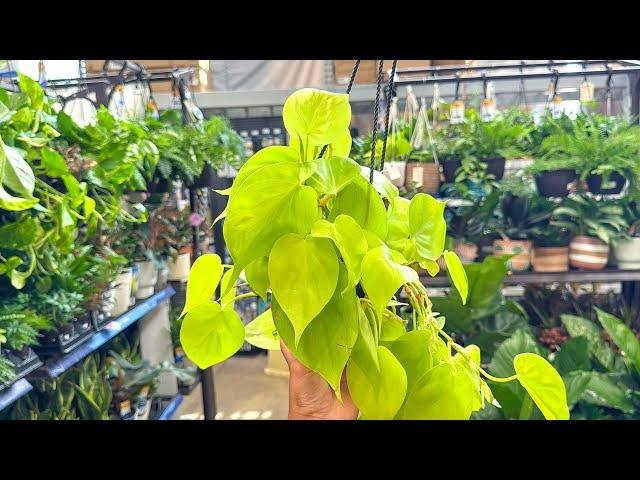 Summer Wishlist Plants at Lowes! Big Box Store Plant Shopping!
