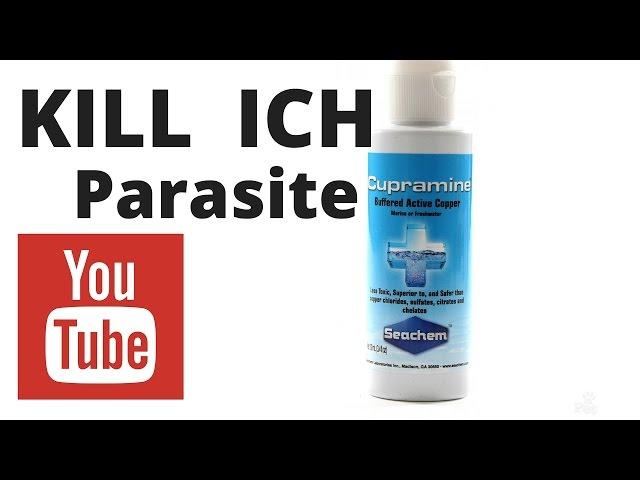 kill ich with cupramine - how to dose cupramine - rotter tube reef