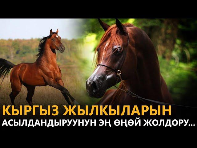 NewTV// Кыргыз жылкыларын асылдандыруунун эң өңөй жолдору... // Азыркынын азаматтары