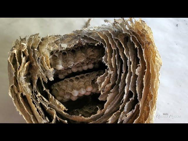 Wasp Nest taken down and looked at the inside