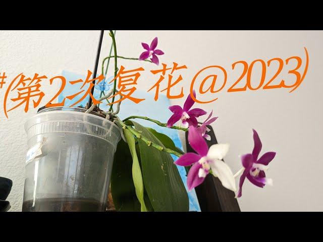 艳花蝴蝶兰第2次复花October 6, 2023