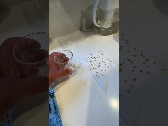 Saving tomato seeds