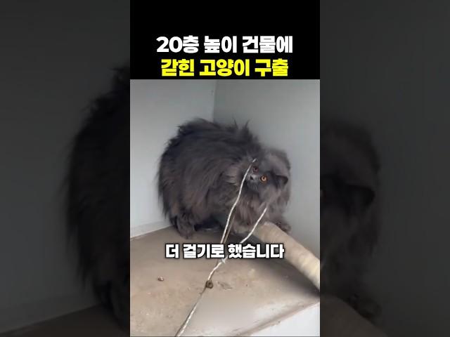 20층 높이 건물에 갇힌 고양이를 구출해야 한다