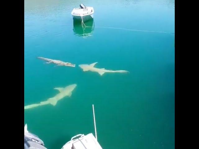 Crocodile Vs Shark With Unexpected Ending