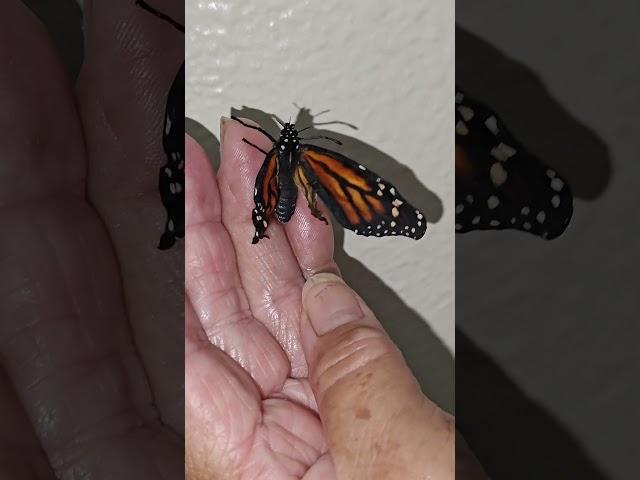 Monarch Butterfly   ( Deformed )