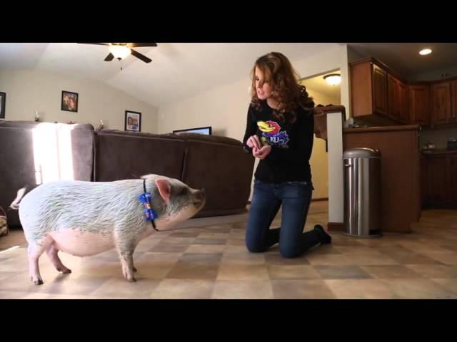 Lawrence couple adopts potbelly pig as a pet