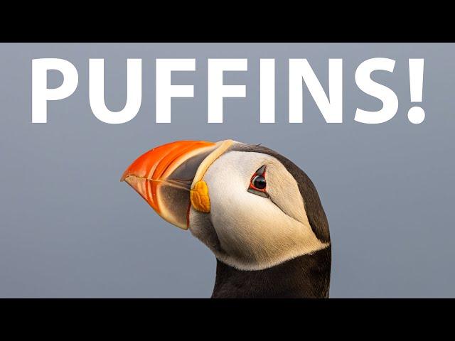 Photographing the cutest birds ever!!! II Puffins in Iceland