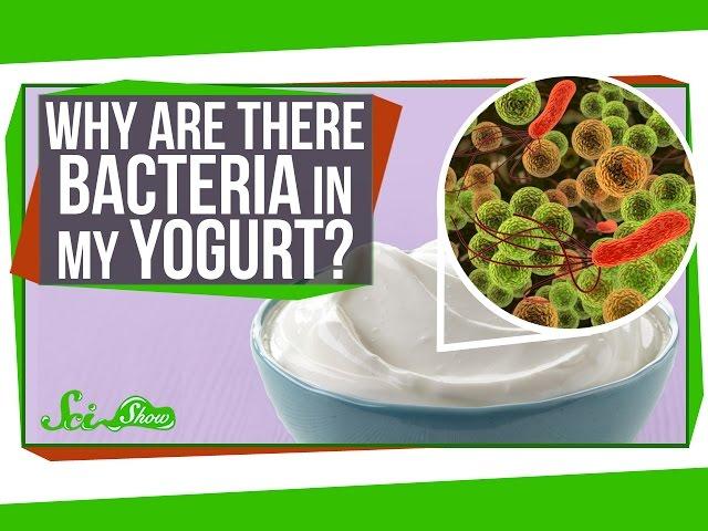 Why Are There Bacteria In My Yogurt?