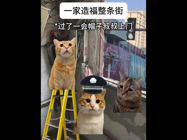 一家造福整条街  #猫meme #cat #迷恋  #猫meme小剧场 #funny #萌宠  #meme #貓 #pets  #萌寵 #猫meme小剧场 #真实事件