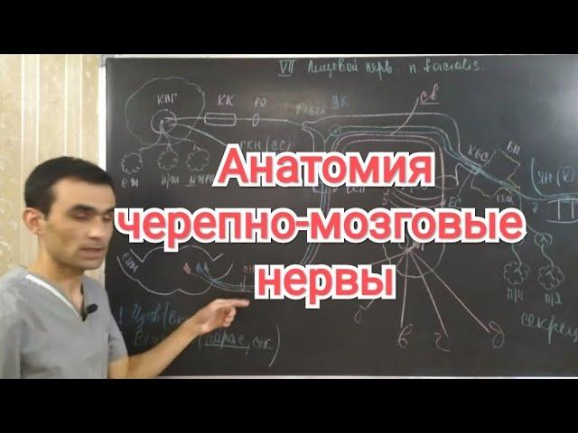 Анатомия всех черепно- мозговых нервов. Аnatomy of all cranial nerves