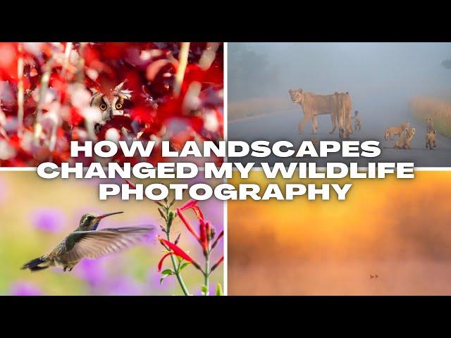 How Landscape Photography Changed My Wildlife & Bird Perspective Forever!