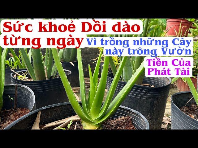 Sức khoẻ được Dồi dào, Tiền Của Phát Tài khi trồng những Cây này trước Sân. PHAN HẢI