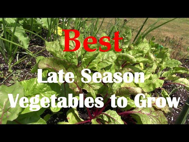 Best Late season Vegetable to Grow