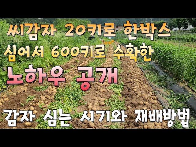 감자재배 씨감자 20키로 한박스 심어서 600키로 수확한 노하우공개, 감자 심는 시기와 재배방법