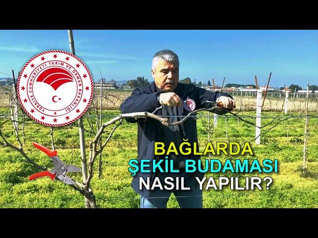 Çekirdeksiz Üzüm Bağlarında Şekil Budaması Nasıl Yapılır?