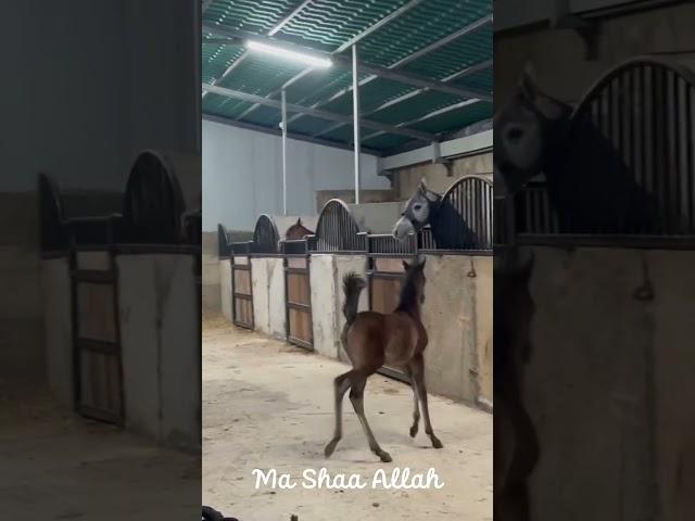 شموخ الوطن || ما شاء الله 