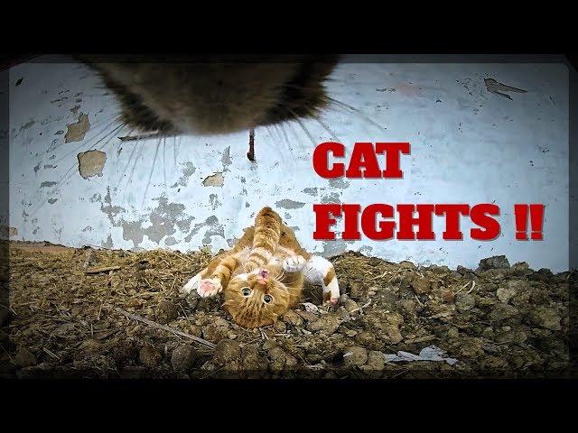 Real Cat FIGHTS with GoPro on cat