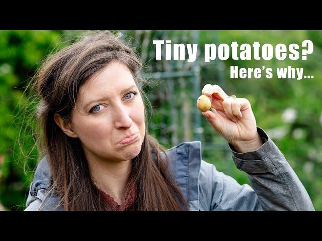 3 Mistakes to avoid when growing potatoes in containers