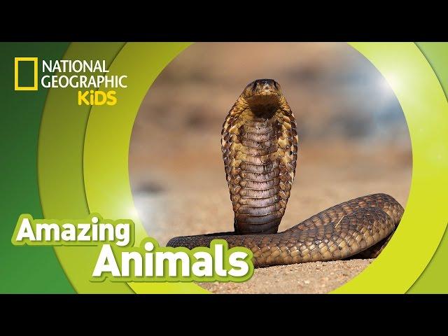 Cobra  | Amazing Animals