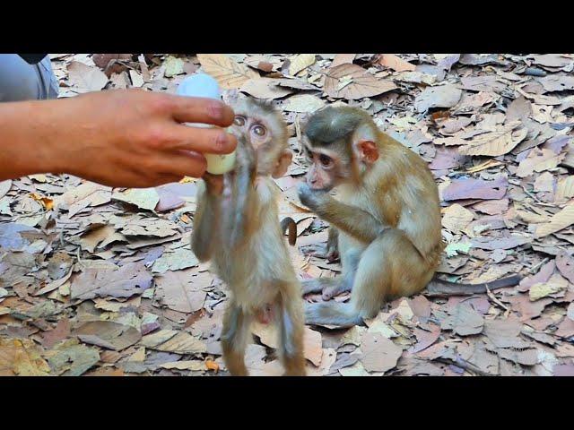 Happily they are getting milk from kind people, they are lovely monkeys