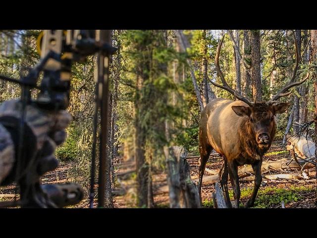 5 Yard Bull | Craziest Elk Hunt on Youtube