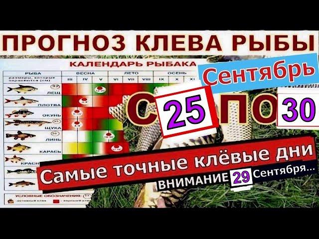 Прогноз клева рыбы на неделю с 25 по 30 Сентября Календарь клева рыбы Лунный календарь рыбака