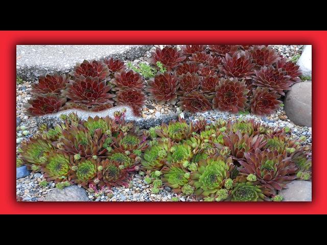 THREE SEMPERVIVUM I LOVE - Cold Hardy Succulent Plants - MY HENS & CHICKS COLLECTION