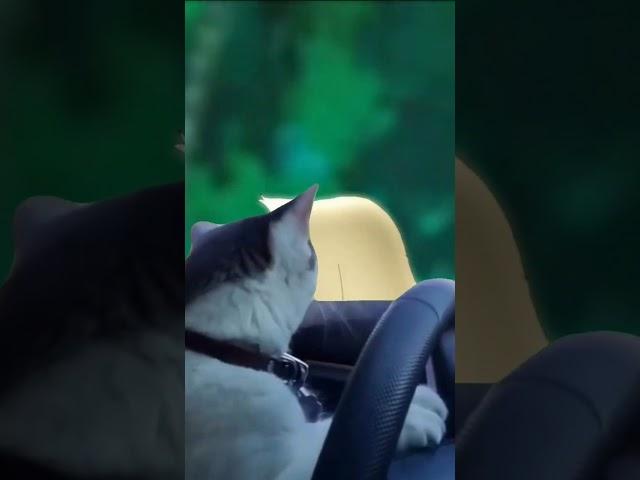 cat driving